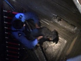 leskovac spasavanje psa