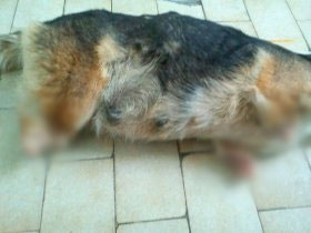 pas podlegao ranama2