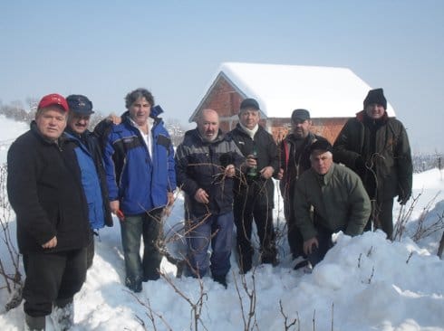 prokuplje vinogradari