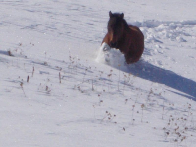 Čiji su izgladneli konji na Vlasini? 4 divlji konji