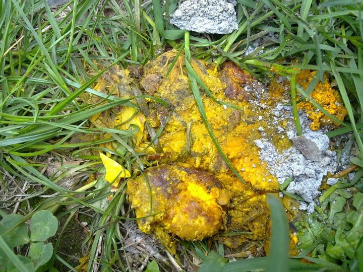 Masovno trovanje pasa u Nišu 10 kreozan