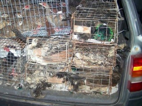 Zaustavljen šverc ptica na Gradini 15 sverc ptica