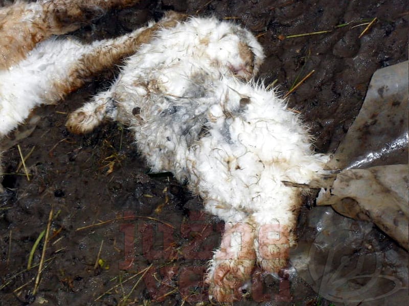 Psi lutalice zaklali zečeve u Svrljigu 9 zecevi4