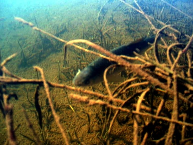 Svrljižani najbolji ribolovci 1 klen