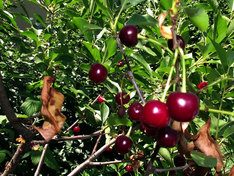 Visnje foto Aleksandar Kostic JUZNE VESTI