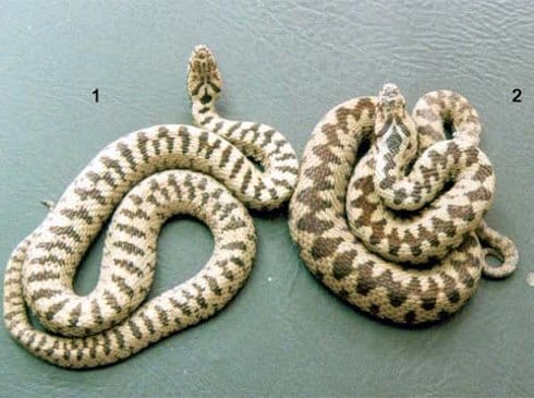 1 bosanski sargan 2 obicna sarka