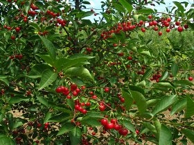 490x370 leskovac visnje