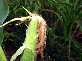 kukuruz KOSTA juzne vesti