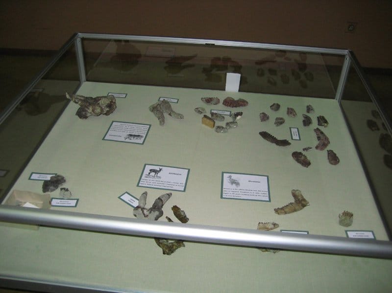 Palentološka istraživanja kod Blaca 4 blace prebreza