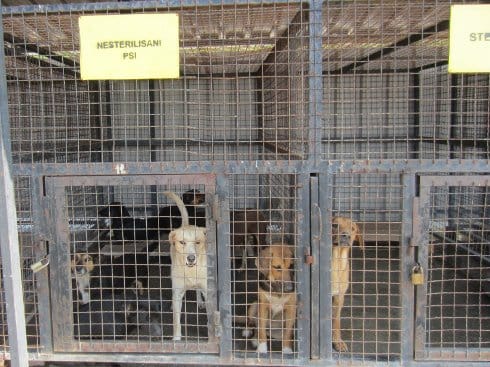 Uskoro novi boksovi u azilu za pse 7 vet naslovna