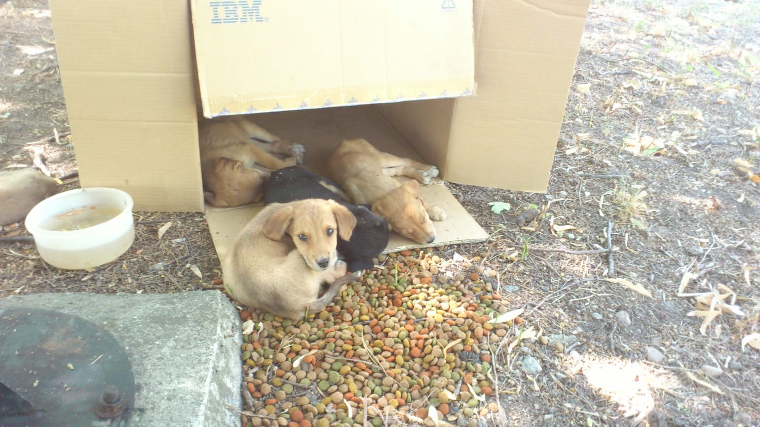 Ostavljeno osam štenaca u Tvrđavi 1 psici