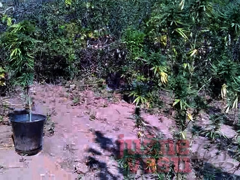 Zaplenjeno 19,7 kilograma marihuane 13 490x370 marihuana doljevac