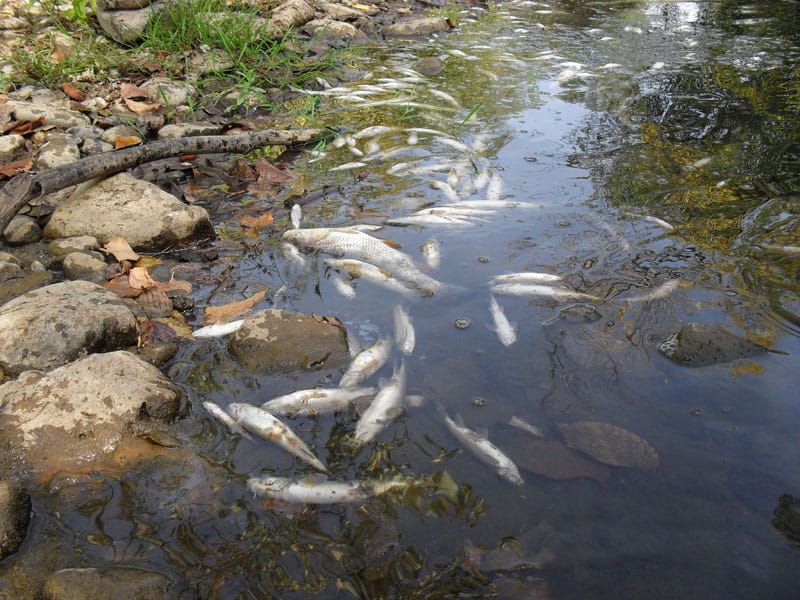 Veliki pomor ribe u Toplici 10 pomor ribe toplica