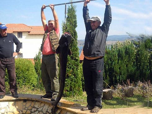 Za vikend Somijada na Vlasini 15 somijada