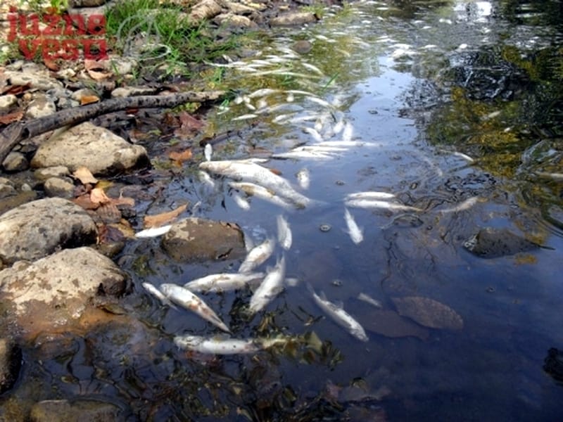 Očekuju se rezultati vode iz reke Toplice 7 490x370 490x370 pomor ribe toplica