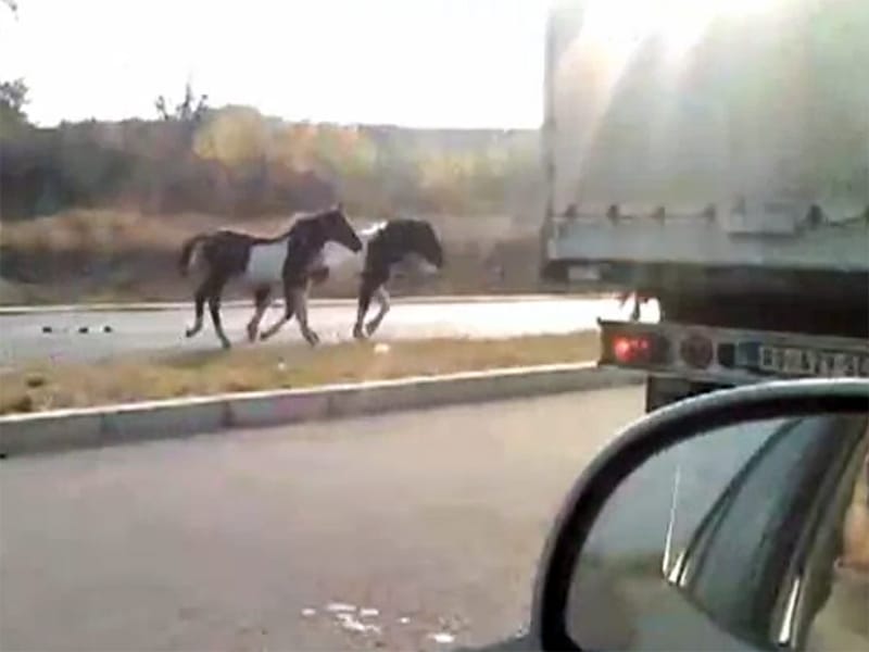 konji na autoputu