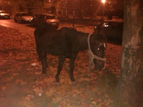 konj kod gradske bolnice