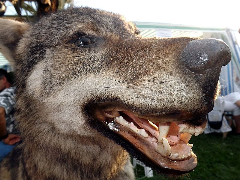 VUK Kosta JUZNE VESTI