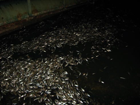 Pomor riba na aleksandrovackom jezeru