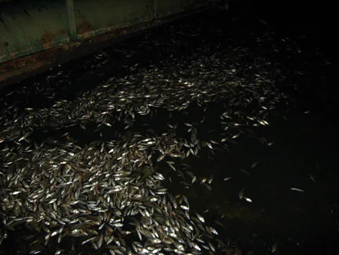 Pomor riba na aleksandrovackom jezeru