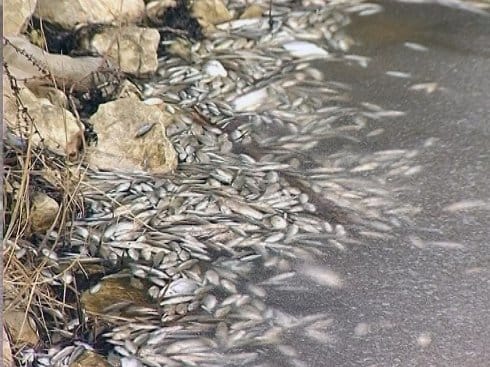 Alge krive za pomor riba 3 pomor ribe