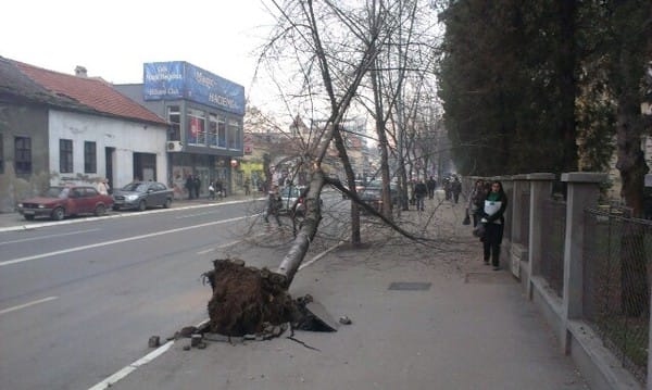 kamion iscupao drvo 2