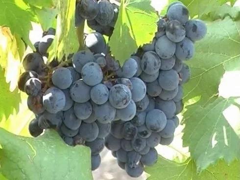 "Dani vina i meraka" u Niškoj Banji 8 grozdje