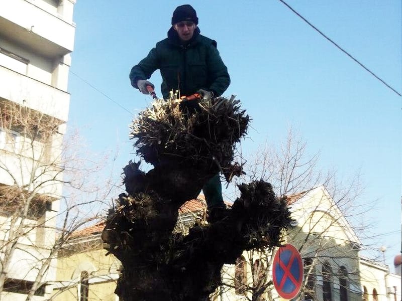 Uređenje drvoreda u Prokuplju 7 419733 126661050839602 289559711 n