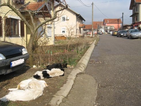 Otrovano 5 pasa u Nišu 9 otrovani psi u ulici