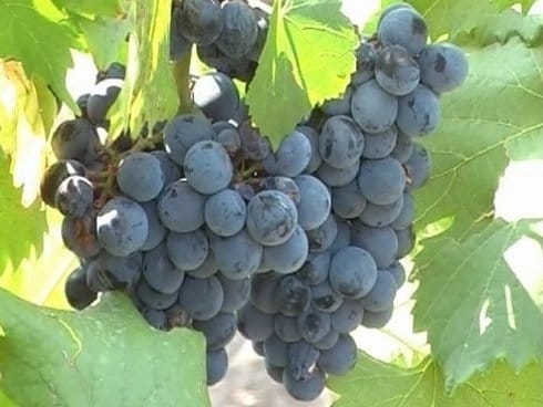 490x370 grozdje