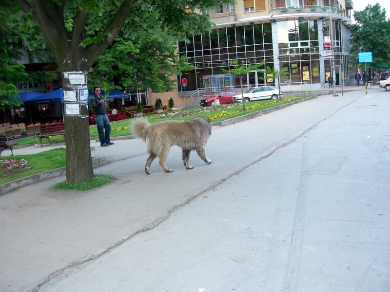 PROKUPLJE pas lutalica na ulici
