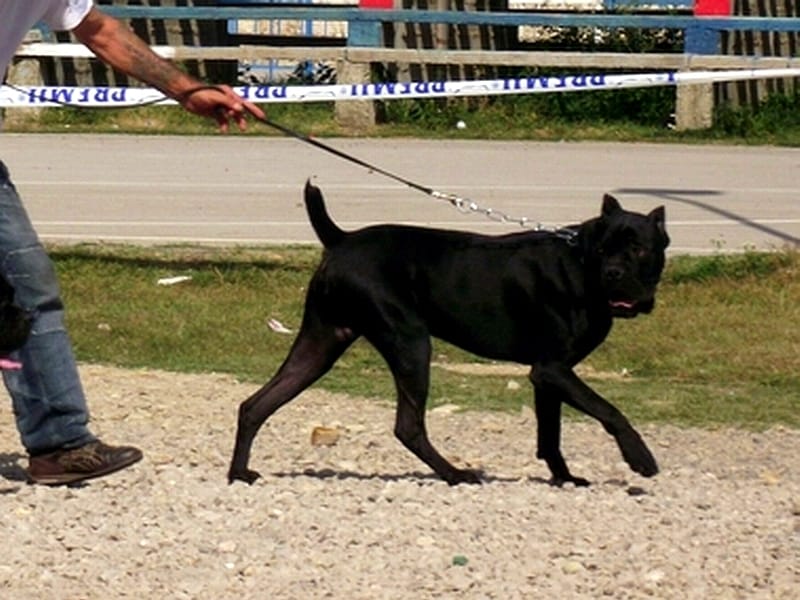 pas bez korpe ilustracija JV kosta