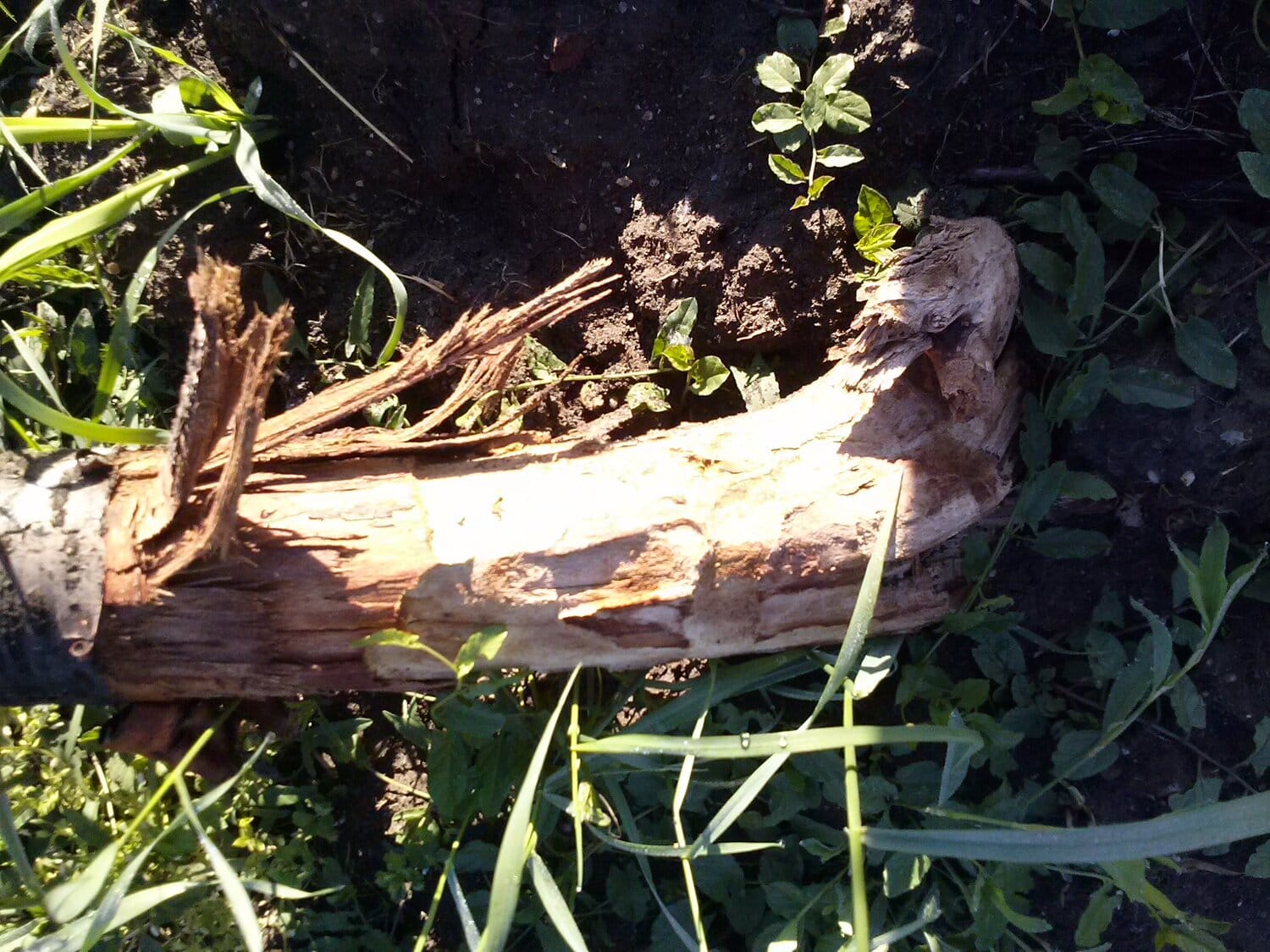 PROKUPLJE stablo koje je napao zilogriz