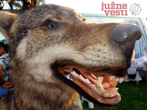 Kuršumlija: vukovi poklali ovce 7 490x370 DSCF5252