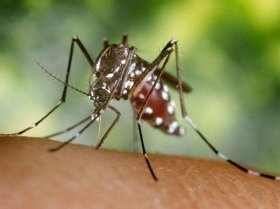 Kasni uništavanje komaraca i krpelja 1 Untitled