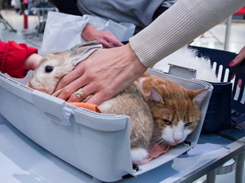 Promocija odgovornog držanja ljubimaca 15 Untitled