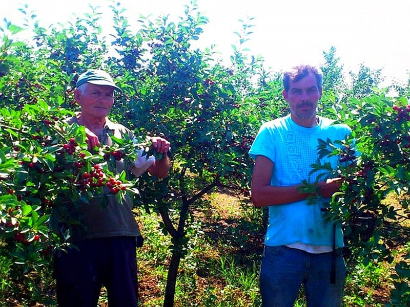 visnjari otac i sin Radoslav i Dragan Petrovic