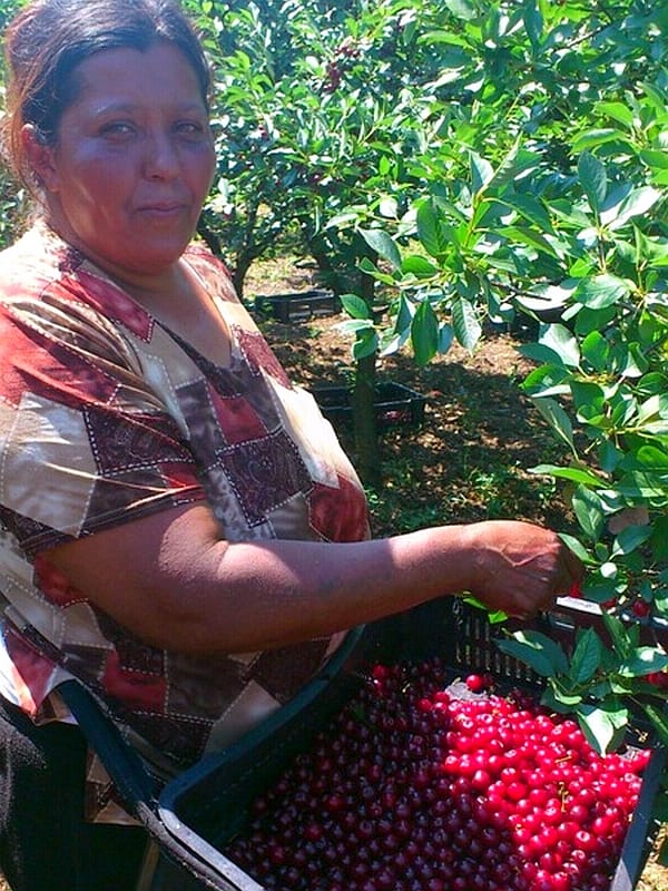 visnjari slobodna slika