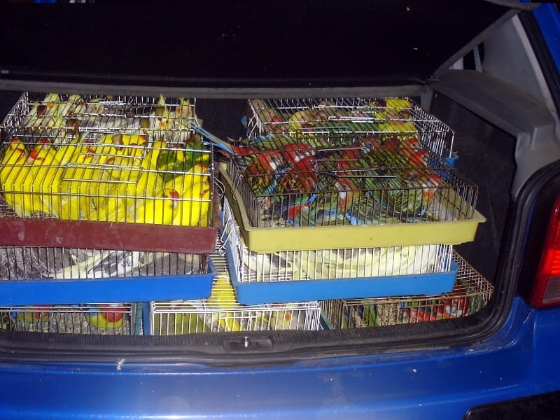 Sprečeno krijumčarenje preko 200 papagaja 3 gradina papagaji 03 07 2013