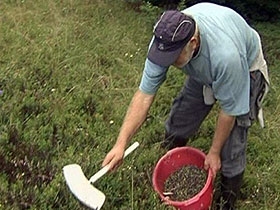 490x370 grabuljama beru borovnice