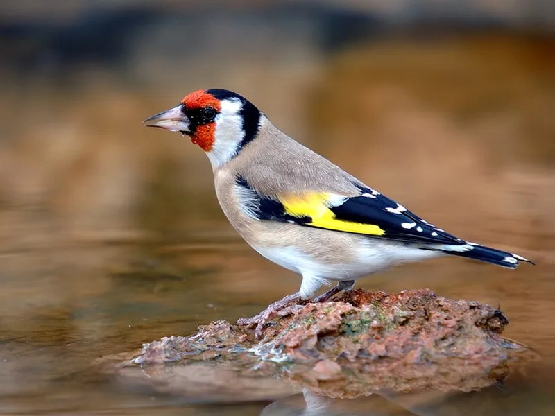 Vranjanac lepkom lovio zaštićene ptice 17