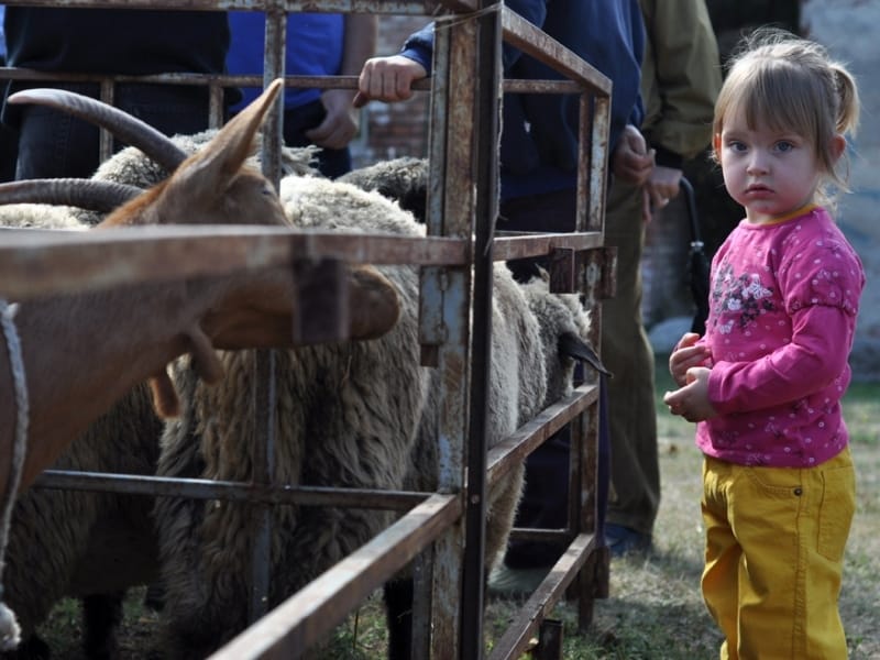 Održane izložbe koza i ovaca u Tvrđavi 17 Izlozba koza i ovaca NIs 9