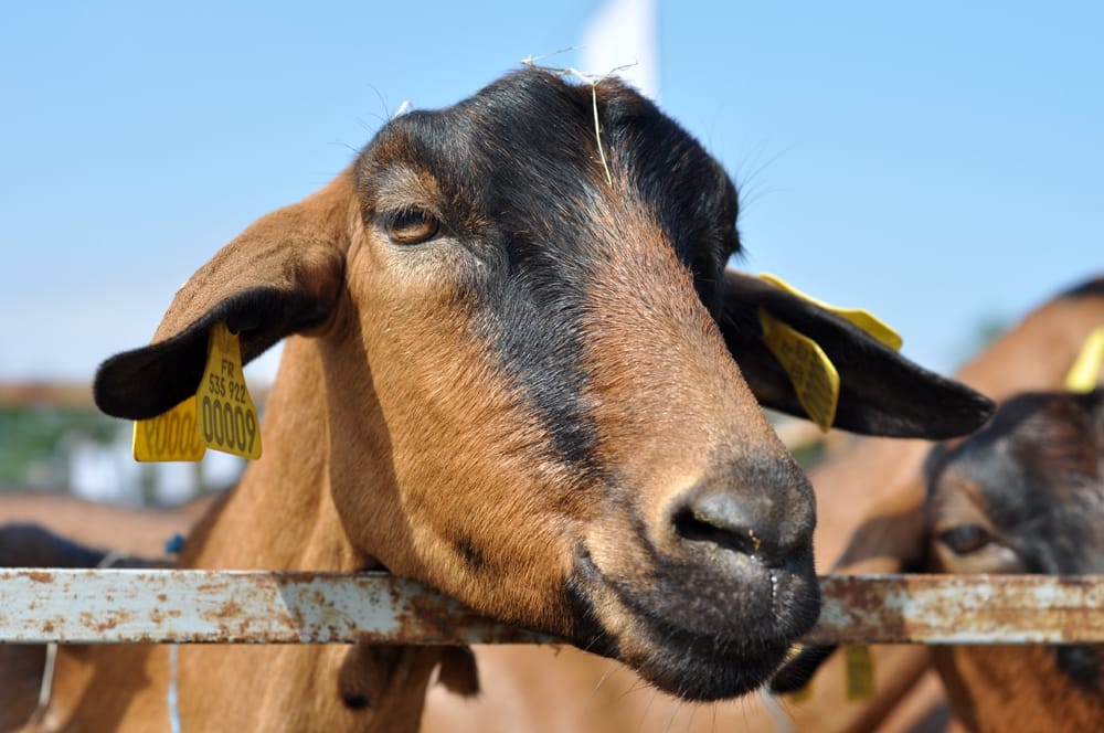 Izlozba koza i ovaca NIs 1