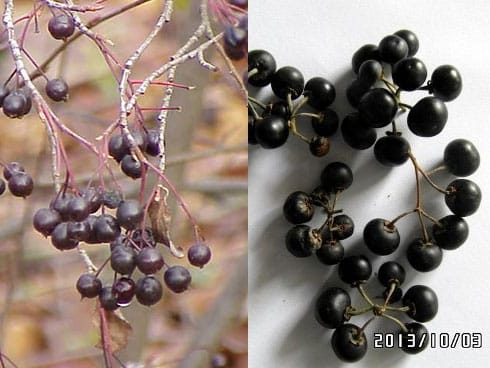 lazna i prava aronija