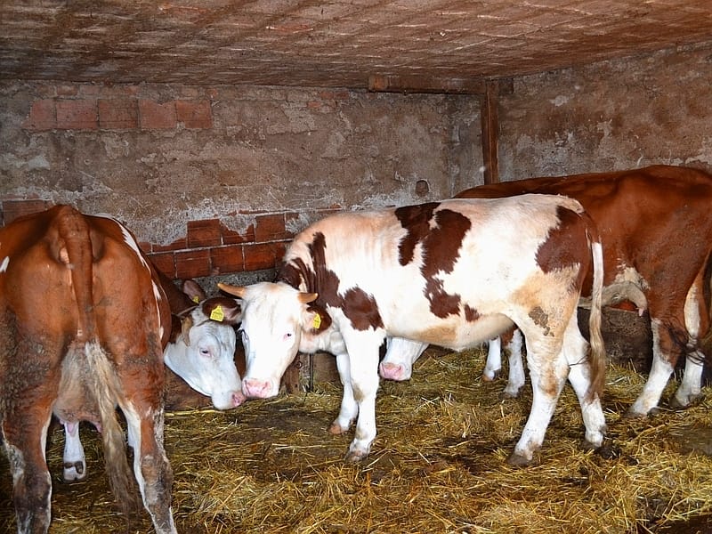 ilustracija govedarstvo krave Kosta JUZNEVESTI