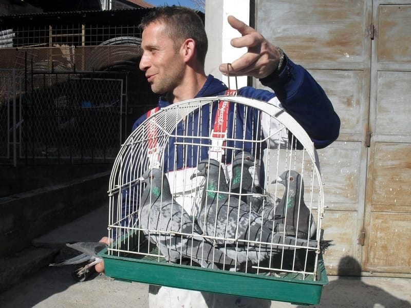 Moler pušta golubove pismonoše po Srbiji 2 Picture 013