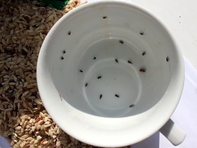 Uvoznik iz Niša nije kriv za insekte u pirinču 12 Insekti u pirincu