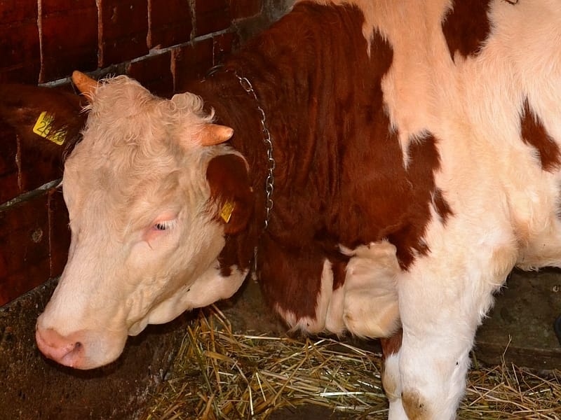 Predavanje za svrljiške stočare 14 krava ilustracija stocarstvo KOSTA Juzne vesti