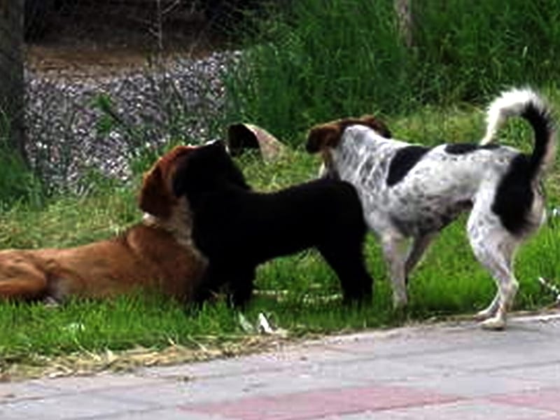 psi lutalice ilustracija KOSTA JV