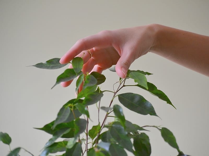 ekologija drvo ilustracija Juzne vesti KOSTA